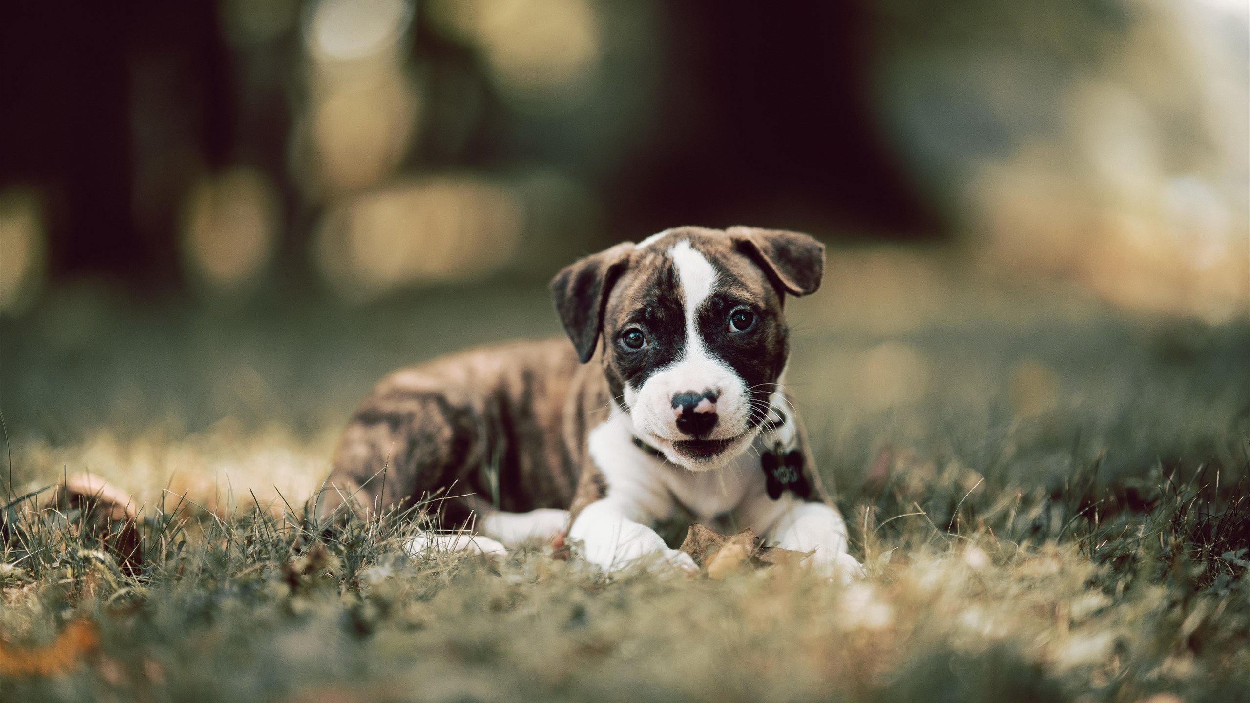 kaiyun网站-法甲中场狂欢：传球、突破、射门的精彩表现，法甲中场狂欢_传球,突破,射门的精彩表现是什么